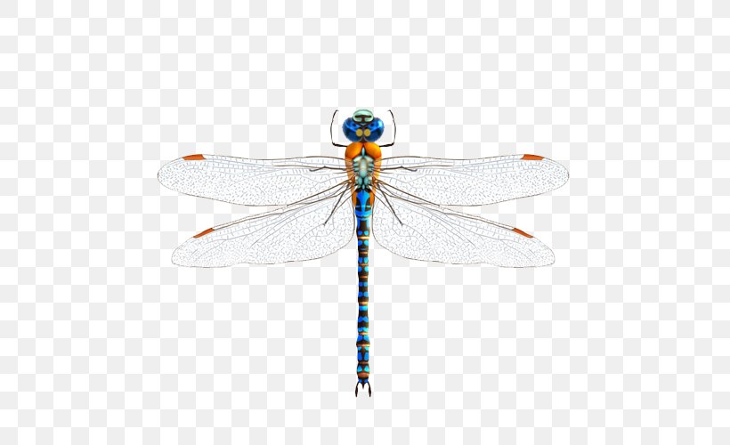 Insect Dragonfly Illustration, PNG, 500x500px, Insect, Arthropod, Dragonflies And Damseflies, Dragonfly, Drawing Download Free