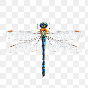 Butterfly Rick Riker Southern Hawker Dragonfly Birdwing, PNG, 952x787px ...