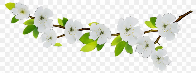 Voyage Funeral Home And Crematorium ST.AU.150 MIN.V.UNC.NR AD Public Utility Diens, PNG, 3329x1254px, Stau150 Minvuncnr Ad, Blossom, Branch, Cherry Blossom, Cut Flowers Download Free