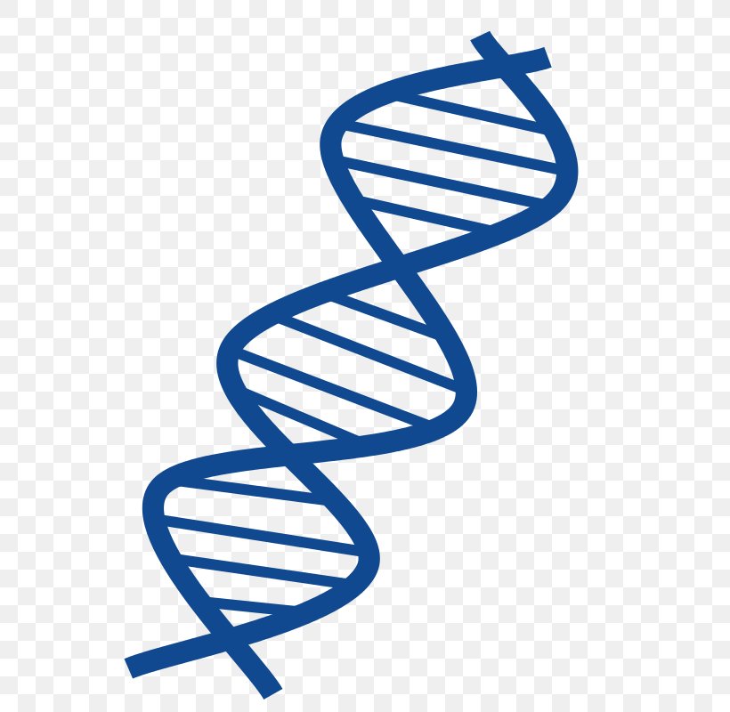 DNA Nucleic Acid Double Helix Vector Clip Art, PNG, 606x800px, Dna, Area, Dna Replication, Footwear, Gene Download Free