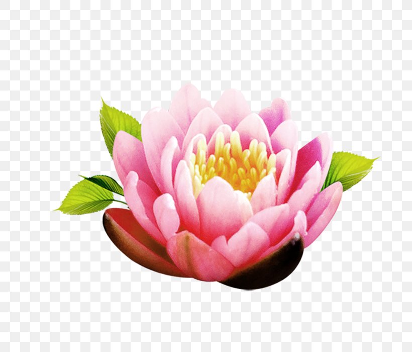 Download, PNG, 700x700px, Bud, Aquatic Plant, Flower, Flowering Plant, Magenta Download Free