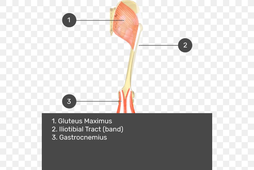 Gluteal Muscles Gluteus Medius Muscle Gluteus Maximus Muscle Biceps Femoris Muscle Semimembranosus Muscle, PNG, 550x550px, Watercolor, Cartoon, Flower, Frame, Heart Download Free