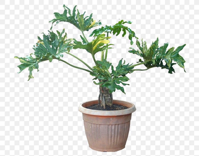 Houseplant Philodendron Bipinnatifidum Oriental Arbor-vitae Tree, PNG, 732x644px, Plant, Arum, Evergreen, Flowerpot, Garden Download Free