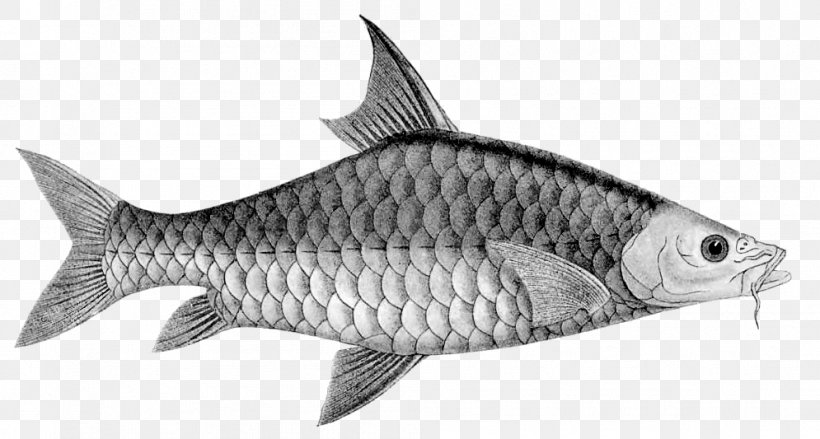 Sardine Mahseer Carp Tor Khudree Fish, PNG, 995x533px, Sardine, Almaco Jack, Animal, Black And White, Bony Fish Download Free