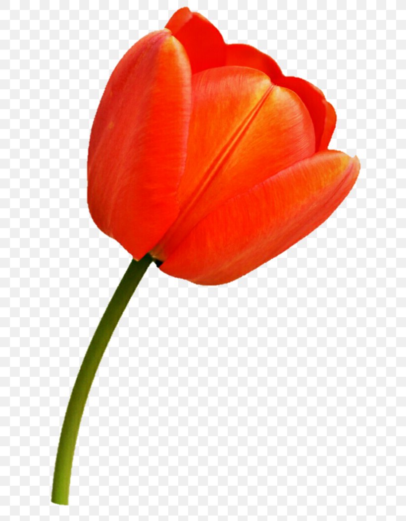 Tulip Plant Stem Flower Petal Bulb, PNG, 668x1051px, Tulip, Bulb, Close Up, Coquelicot, Deviantart Download Free