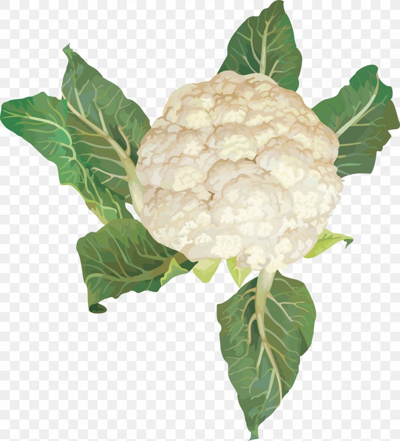 Cauliflower Vegetable Clip Art, PNG, 3180x3509px, Cauliflower, Brassica Oleracea, Cabbage, Food, Image Resolution Download Free