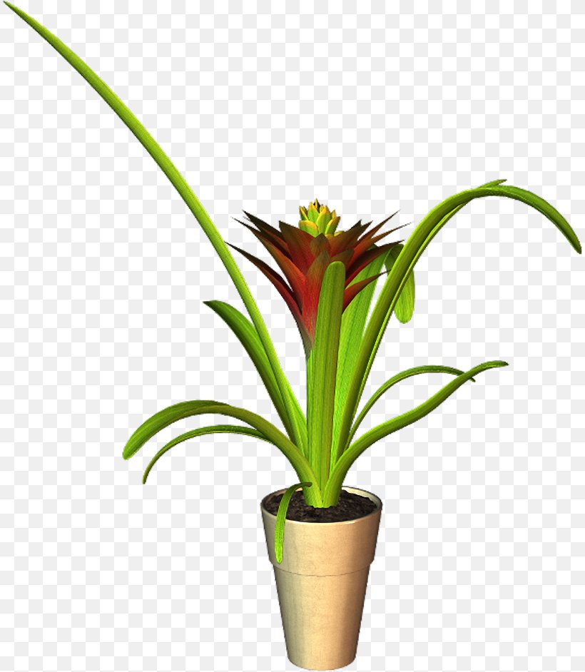 Cut Flowers Flowerpot Plant Stem Houseplant Plants, PNG, 813x942px, Cut Flowers, Botany, Bromelia, Bromeliaceae, Flower Download Free