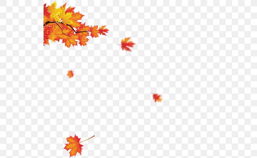 Leaves - Maple Leaf Red Maple PNG