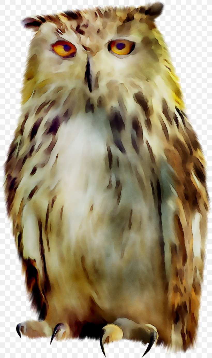 Tawny Owl Bird Snowy Owl, PNG, 1003x1688px, Owl, Accipitriformes, Beak, Bird, Bird Of Prey Download Free