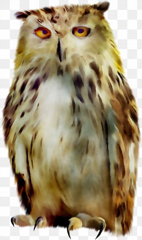 Tawny Owl Bird Snowy Owl PNG