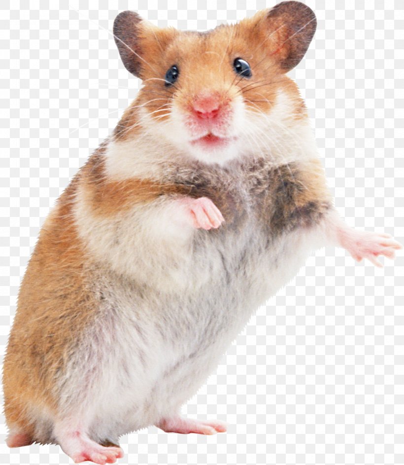 Golden Hamster Gerbil Rodent, PNG, 1000x1150px, Hamster, Drawing, Fare, Fawn, Gerbil Download Free