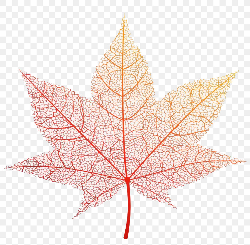Maple Leaf, PNG, 820x804px, Leaf, Black Maple, Deciduous, Flower, Maple Download Free