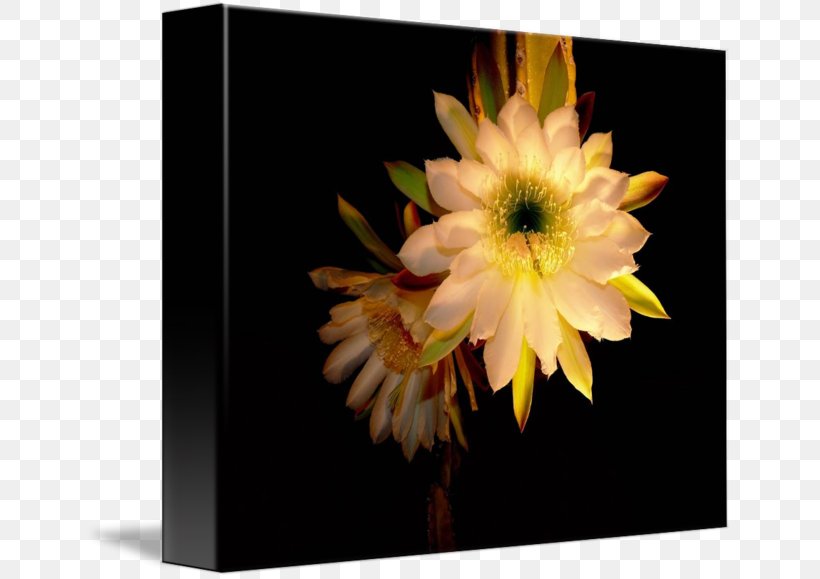 Still Life Photography Citroën Cactus M, PNG, 650x579px, Still Life Photography, Cactus, Flower, Flowering Plant, Petal Download Free