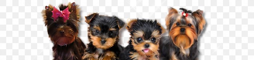 Yorkshire Terrier Siberian Husky Biewer Terrier Puppy Maltese Dog, PNG, 1280x305px, Yorkshire Terrier, Biewer Terrier, Breed, Dog, Hair Accessory Download Free