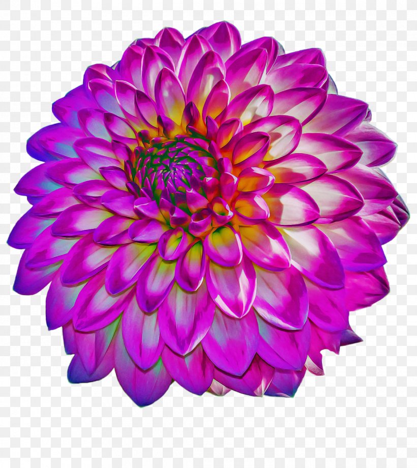 Flowers Background, PNG, 1140x1280px, Dahlia, Aster, Chrysanthemum, Cut Flowers, Daisy Family Download Free