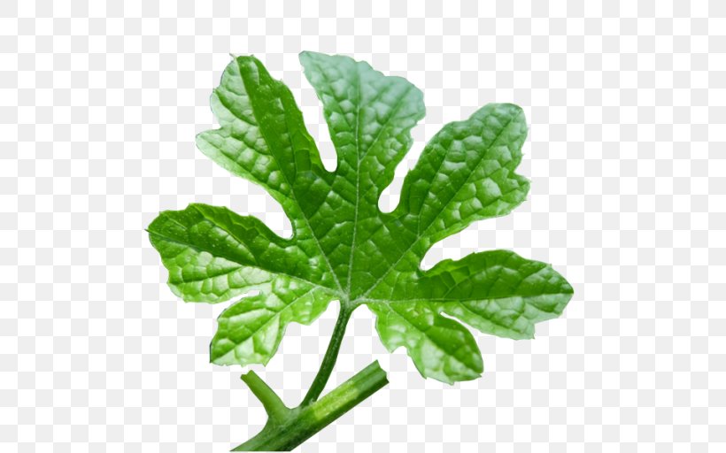Leaf Vegetable Tree, PNG, 512x512px, Leaf, Leaf Vegetable, Plant, Tree Download Free