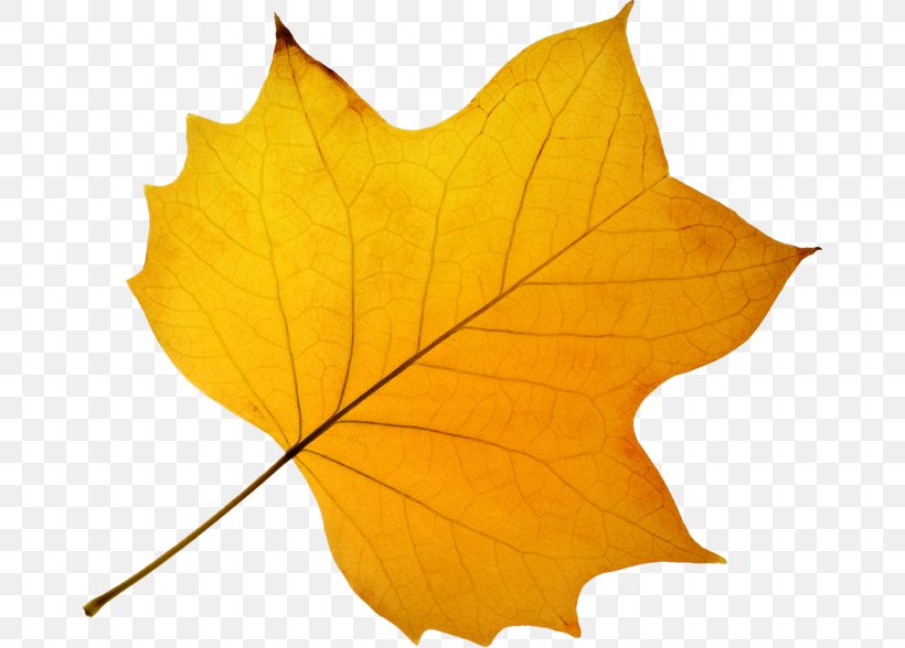 Leaves Of Trees, PNG, 670x588px, Leaf, Autumn Leaf Color, Gratis, Green, Maple Leaf Download Free