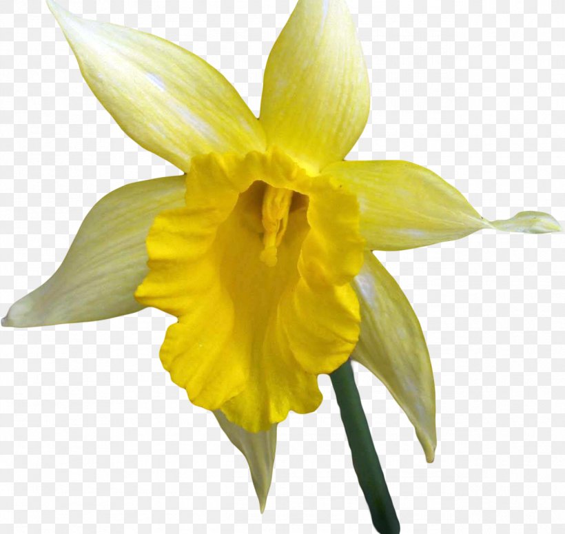 Narcissus Flower Petal Plant Stem, PNG, 1269x1200px, Narcissus, Amaryllis, Amaryllis Family, Family, Flower Download Free