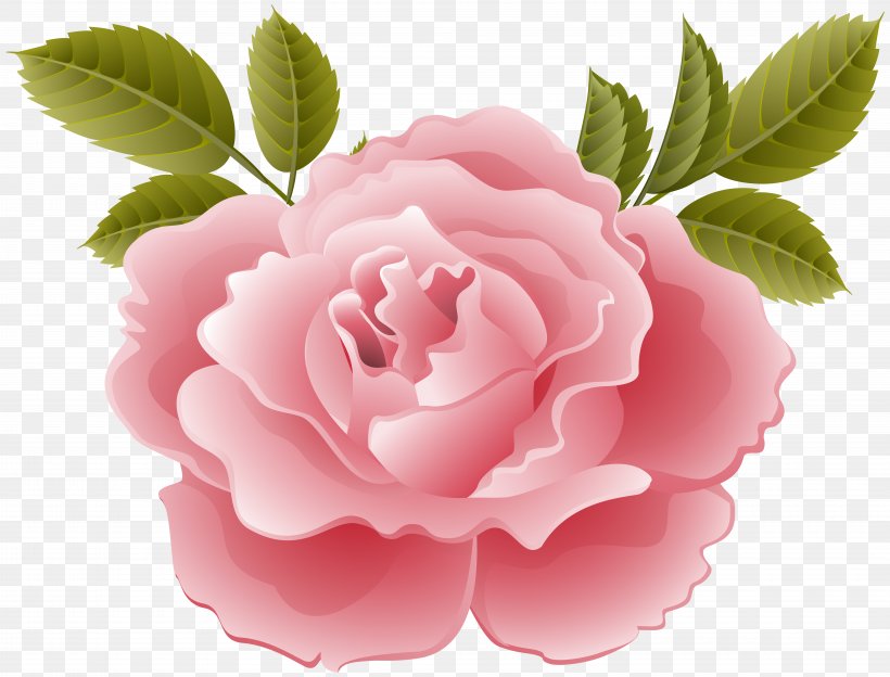 NTT DoCoMo Garden Roses KDDI LTE Centifolia Roses, PNG, 8000x6094px, Centifolia Roses, Camellia, Camellia Sasanqua, China Rose, Desktop Environment Download Free