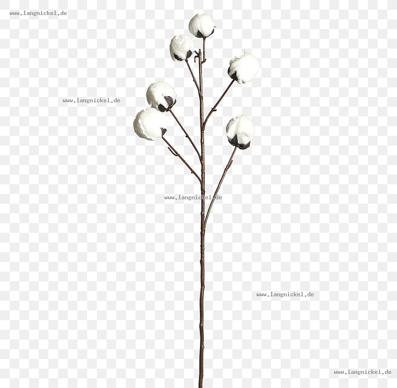 Twig Plant Stem Flowering Plant Font, PNG, 800x800px, Twig, Branch, Flora, Flower, Flowering Plant Download Free