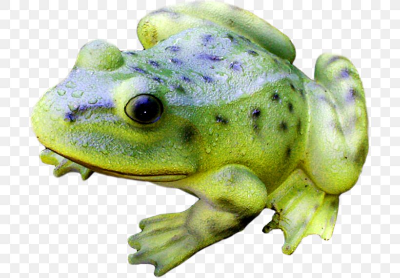 American Bullfrog Tree Frog Terrestrial Animal, PNG, 699x570px, American Bullfrog, American Water Frogs, Amphibian, Animal, Autumn Download Free