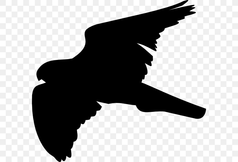 ISO 216 Clip Art, PNG, 600x559px, Iso 216, Beak, Bird, Bird Of Prey, Black And White Download Free