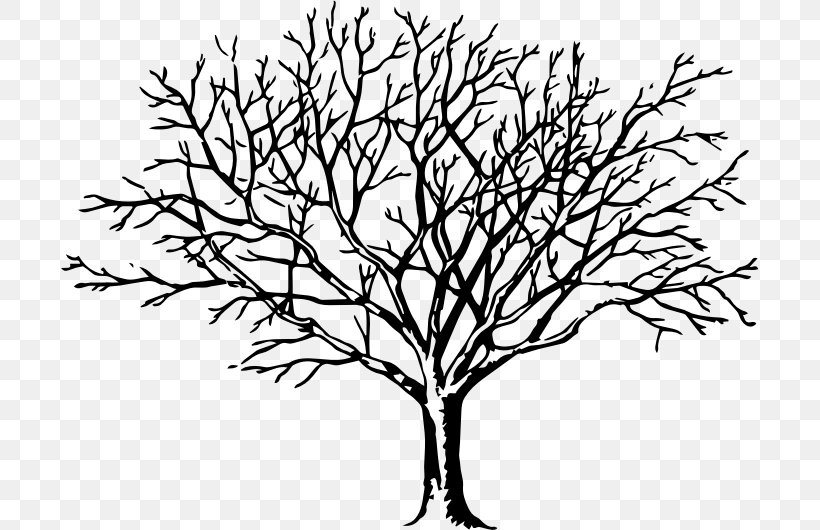 Drawing Tree Of Life Clip Art, PNG, 698x530px, Drawing, Artwork, Birch, Black And White, Branch Download Free