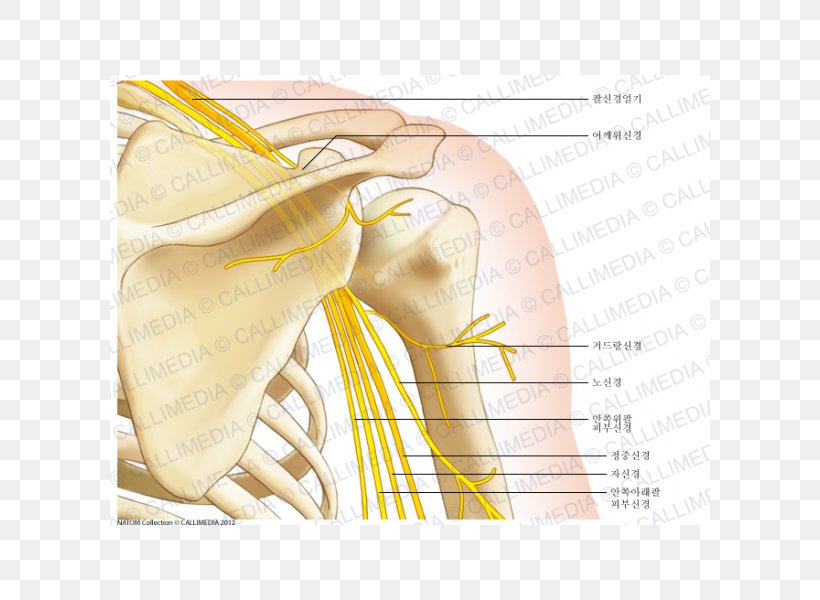Shoulder Muscle Human Anatomy Bone, PNG, 600x600px, Watercolor, Cartoon, Flower, Frame, Heart Download Free