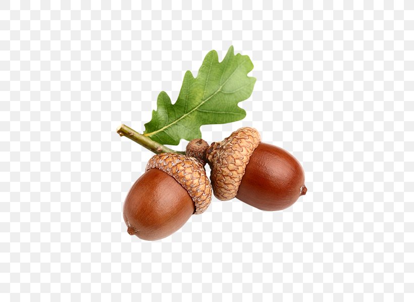 Acorn Stock Photography Image Clip Art English Oak, PNG, 598x598px, Acorn, English Oak, Food, Fruit, Ingredient Download Free