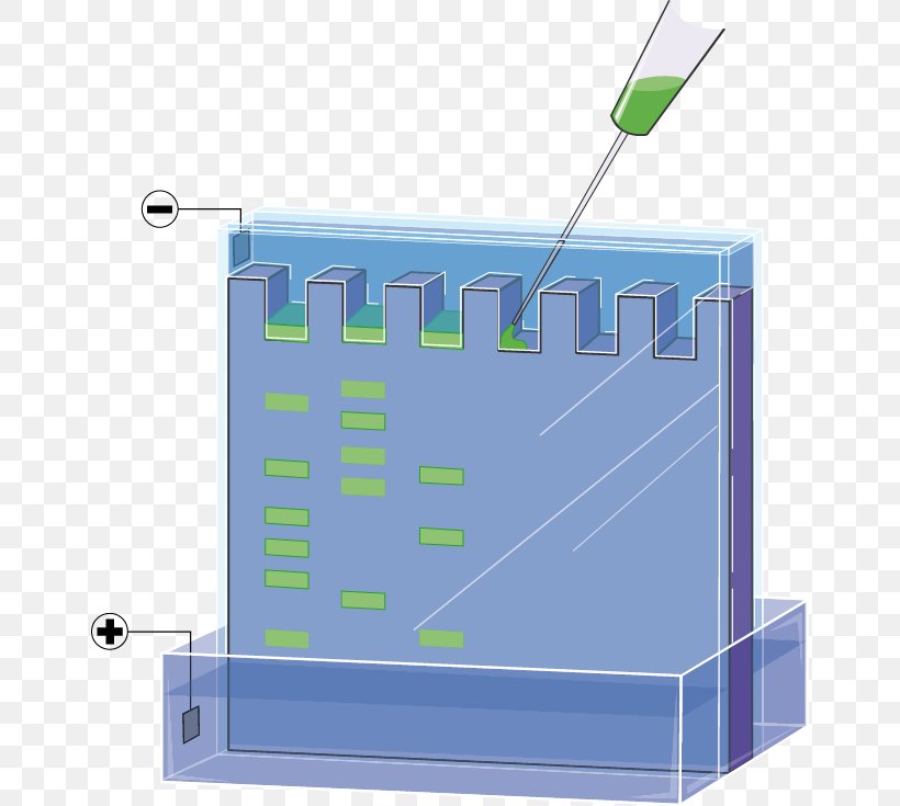 Gel Electrophoresis Art, PNG, 654x735px, Gel Electrophoresis, Art ...