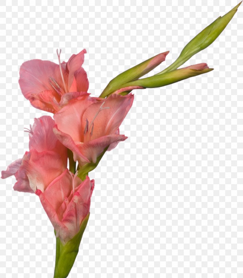 Gladiolus Cut Flowers Plant Stem, PNG, 1051x1200px, Gladiolus, Alstroemeriaceae, Bud, Canna Family, Canna Lily Download Free