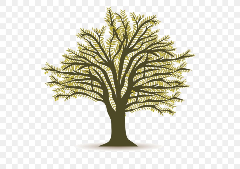 Olive Clip Art, PNG, 600x578px, Olive, Arecales, Branch, Date Palm, Oil Download Free