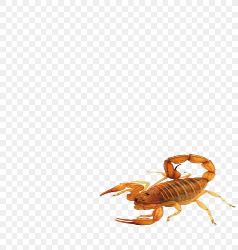 Scorpion Insect Animal, PNG, 1367x1431px, Scorpion, Animal, Arthropod, Insect, Invertebrate Download Free