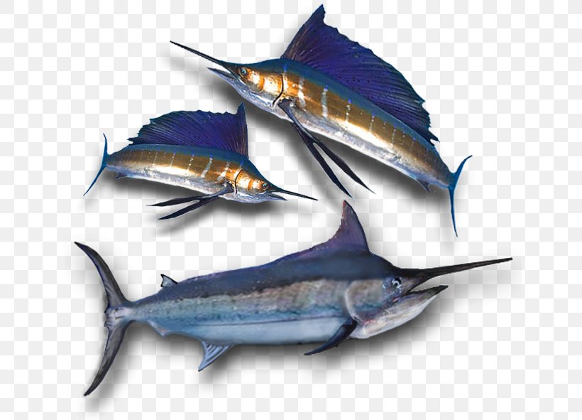 Swordfish Tuna Mackerel Pacific Saury South Australia, PNG, 650x591px, Swordfish, Atlantic Blue Marlin, Biggame Fishing, Billfish, Bonito Download Free