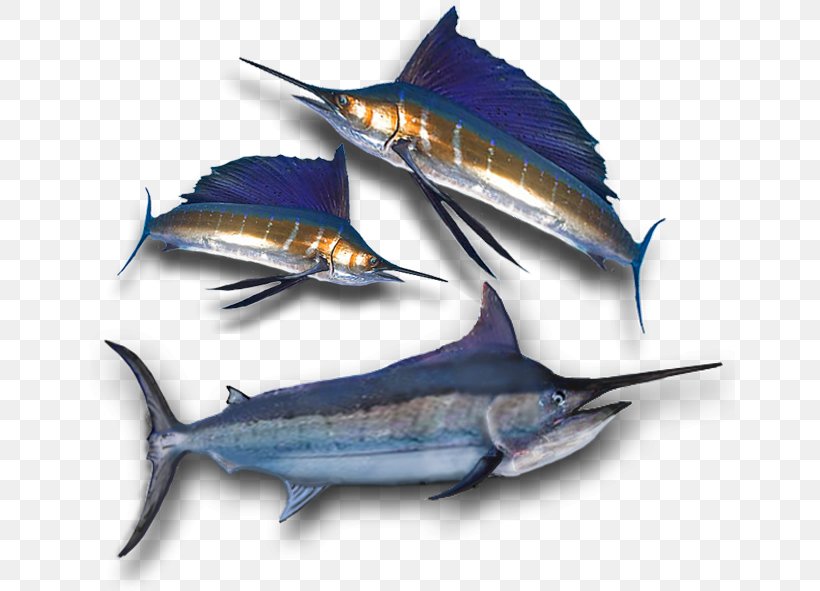 Atlantic Blue Marlin