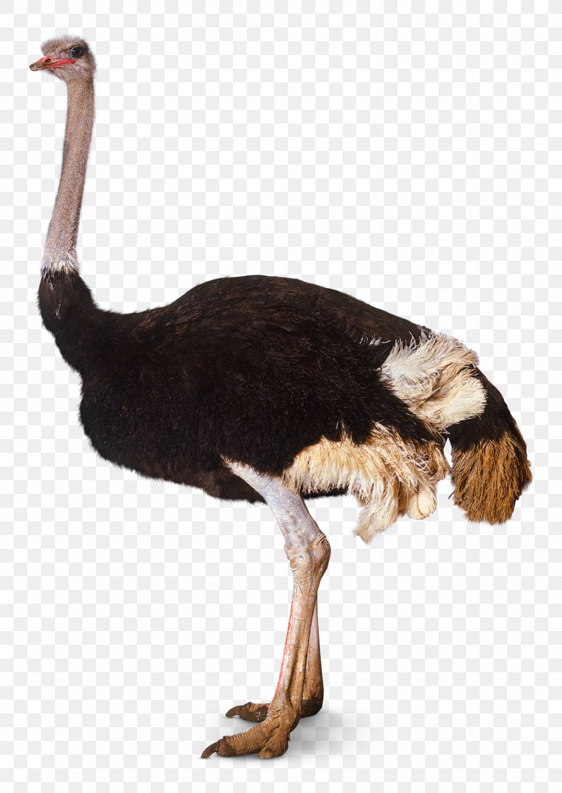 Bird Southern Ostrich Somali Ostrich, PNG, 1440x2031px, Bird, Beak, Common Ostrich, Digital Image, Display Resolution Download Free
