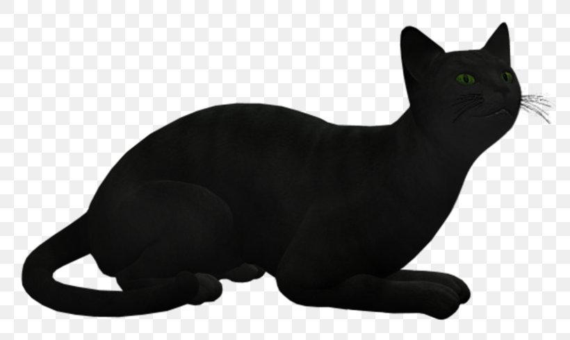Black Cat Korat Bombay Cat European Shorthair Burmese Cat, PNG, 800x490px, Black Cat, American Wirehair, Animal Figure, Asian, Bombay Download Free