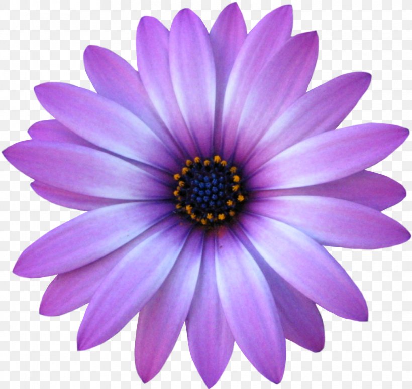Cartoon Street, PNG, 1037x981px, Child, African Daisy, Annual Plant, Aster, Barberton Daisy Download Free