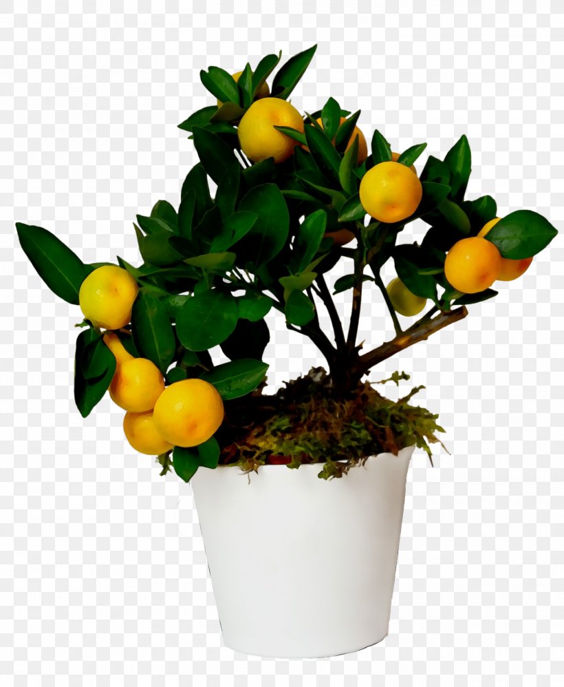 Flower Plant Flowerpot Calamondin Citrus, PNG, 1500x1827px, Watercolor, Calamondin, Citrus, Flower, Flowerpot Download Free