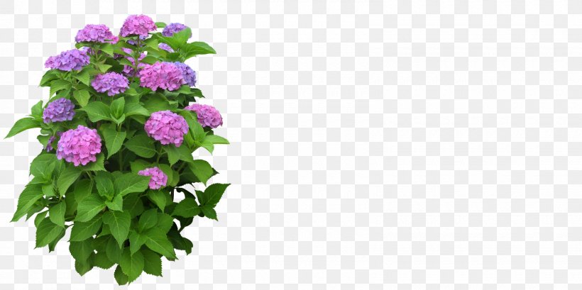 Flowerpot Plant Clip Art, PNG, 1600x800px, Flower, Annual Plant, Cornales, Cut Flowers, Floral Design Download Free