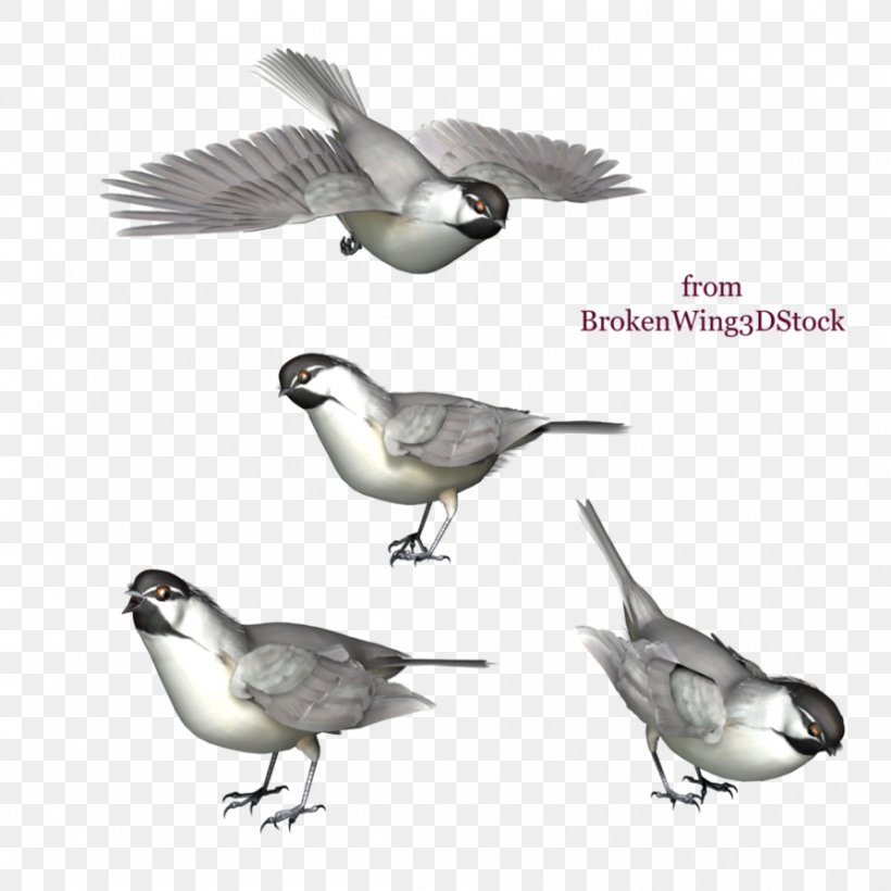 Bird Duck Mountain Chickadee Black-capped Chickadee, PNG, 894x894px, Bird, American Sparrows, Animal, Beak, Blackcapped Chickadee Download Free
