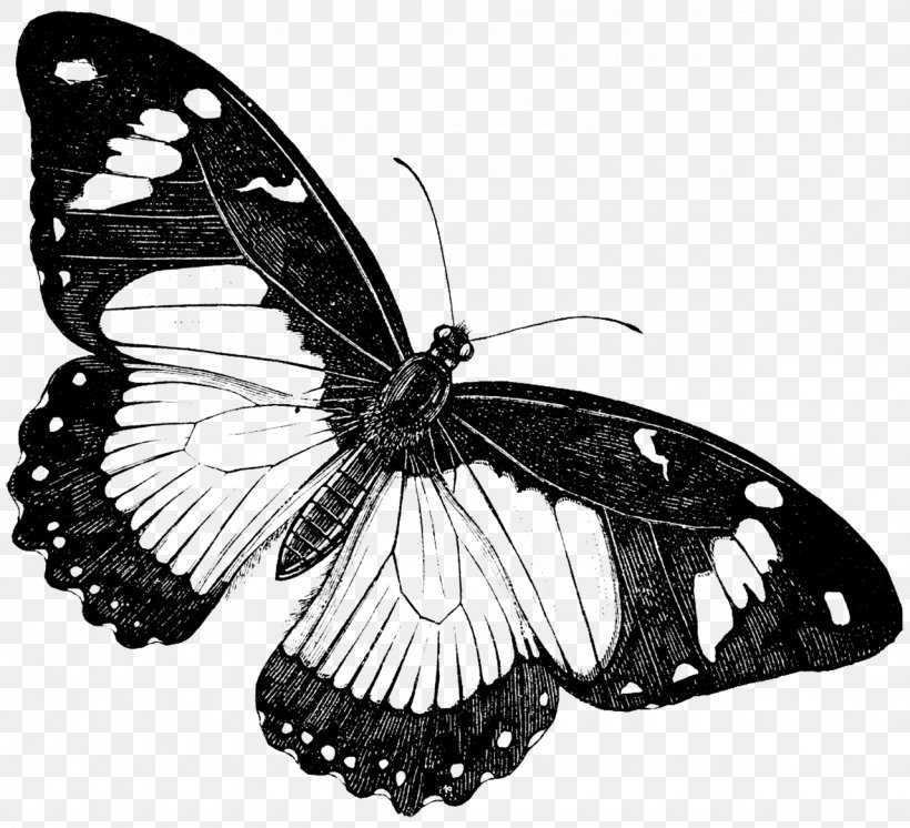 Butterfly Drawing Painting, PNG, 1280x1166px, Butterfly, Arthropod, Black And White, Brush Footed Butterfly, Butterflies And Moths Download Free