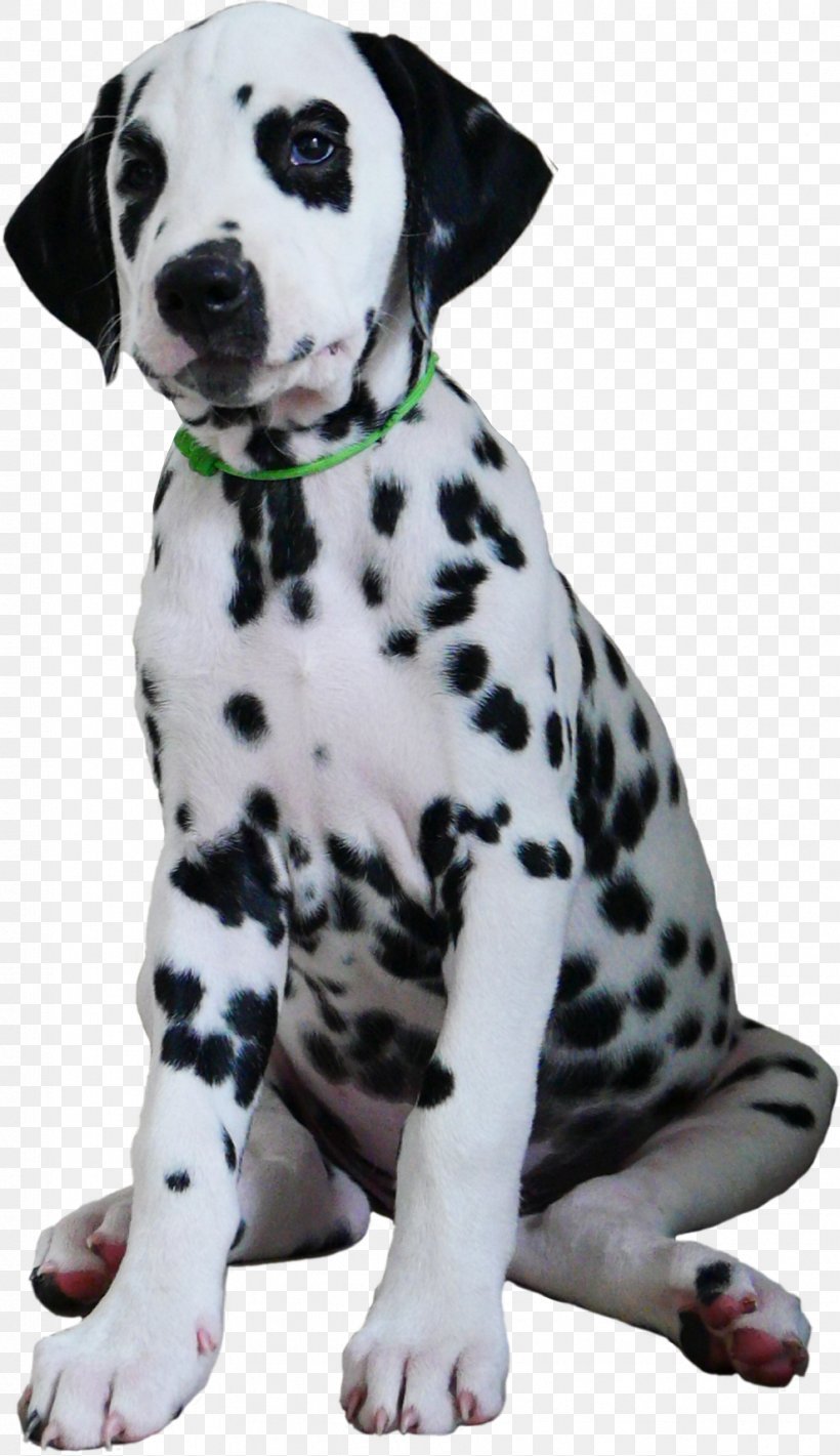 Dalmatian Dog Puppy Dog Breed Companion Dog Der Dalmatiner, PNG, 989x1715px, Dalmatian Dog, Aretus, Breed, Carnivoran, Companion Dog Download Free