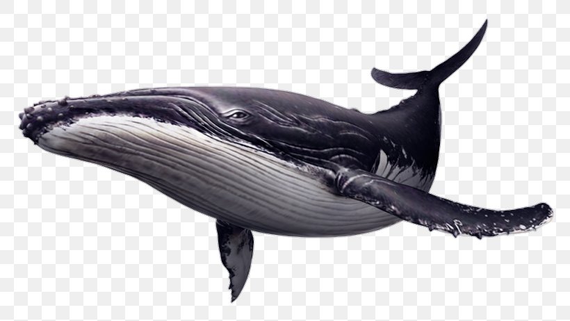 Endless Ocean 2: Adventures Of The Deep Whale High Efficiency Video Coding, PNG, 800x462px, Endless Ocean, Amlogic, Beak, Blue Whale, Cetacea Download Free