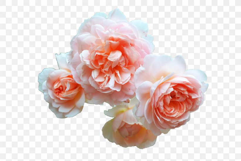Garden Roses Cottage Garden Cabbage Rose Flower, PNG, 998x665px, Garden Roses, Artificial Flower, Blossom, Cabbage Rose, Cottage Garden Download Free