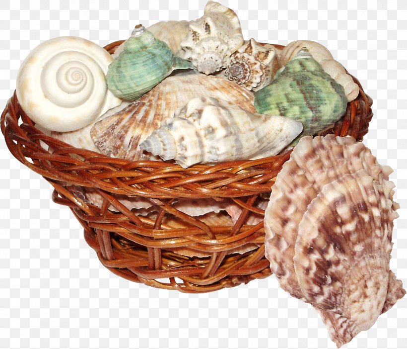 Seashell Clip Art, PNG, 1826x1564px, Seashell, Animal Product, Beach, Clams Oysters Mussels And Scallops, Conch Download Free