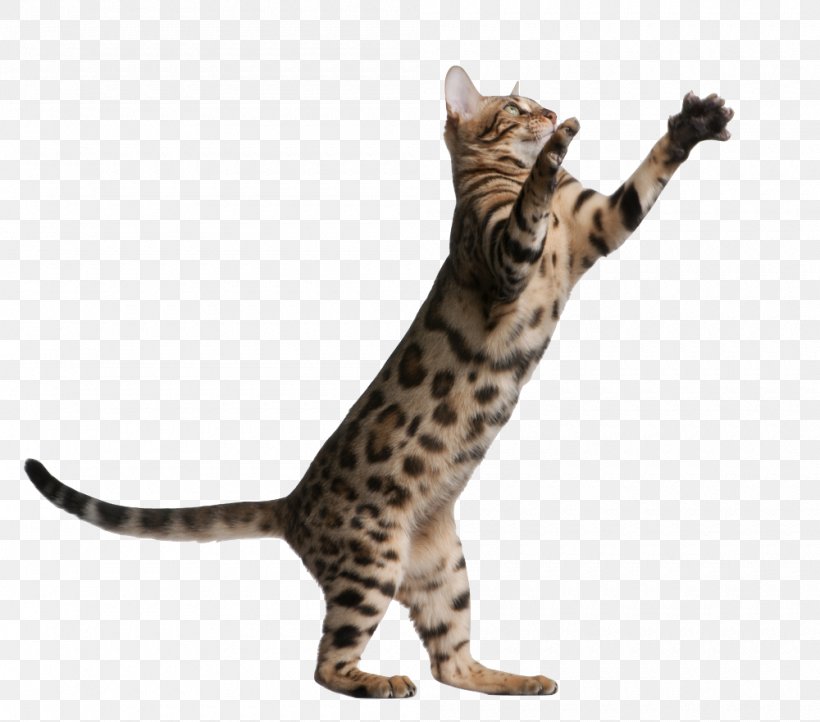 Bengal Cat Kitten British Shorthair Scratching Post Kitty Quarters, PNG, 1000x881px, Bengal Cat, Asian, Bengal, Breed, British Shorthair Download Free
