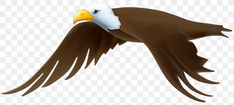 Eagle Clip Art, PNG, 8000x3583px, Eagle, Animal, Beak, Bird, Blog Download Free