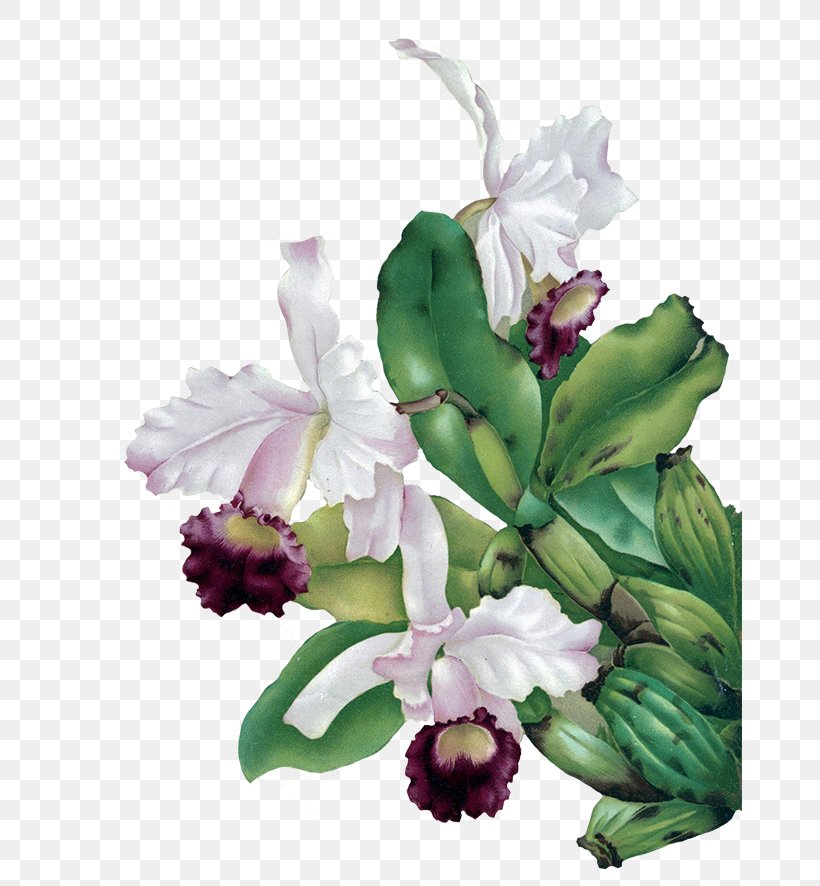 Flower Orchids Green Clip Art, PNG, 665x886px, Flower, Botanical Illustration, Cattleya, Cattleya Orchids, Cut Flowers Download Free