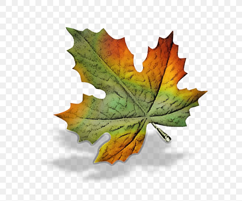 Maple Leaf, PNG, 699x682px, Leaf, Black Maple, Grape Leaves, Maple Leaf, Plane Download Free
